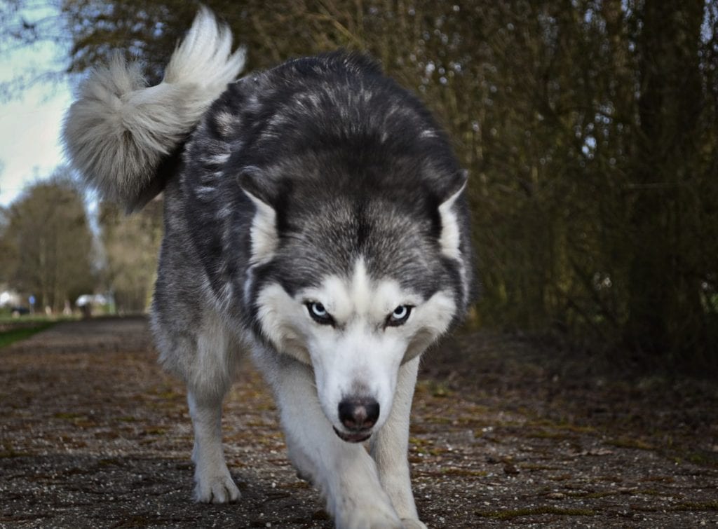 Denver Dog Bite Attorney